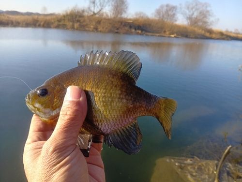 ブルーギルの釣果