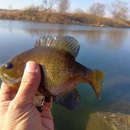 ブルーギル