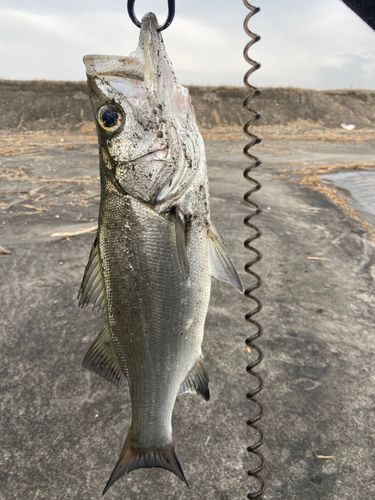 セイゴ（ヒラスズキ）の釣果