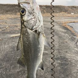 セイゴ（ヒラスズキ）