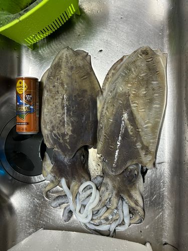 コウイカの釣果