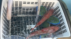 ホウボウの釣果