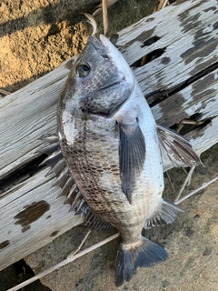 クロダイの釣果