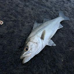 フッコ（マルスズキ）