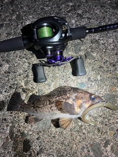 クロソイの釣果