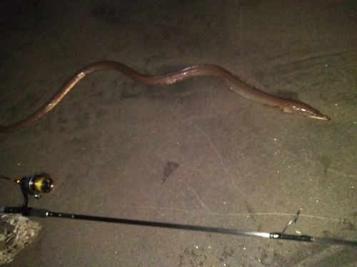 ダイナンウミヘビの釣果