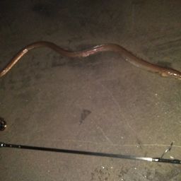 ダイナンウミヘビ