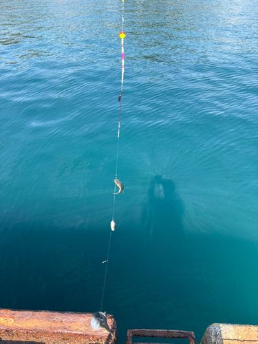 クサフグの釣果