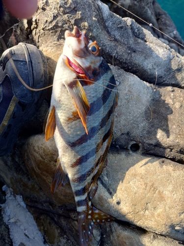 タカノハダイの釣果