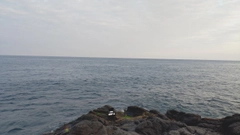 クロの釣果