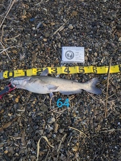 アメリカナマズの釣果