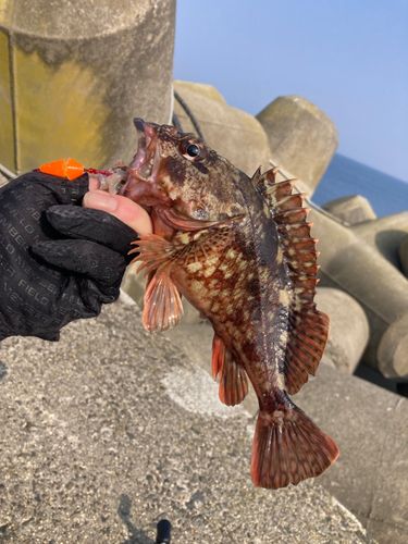 カサゴの釣果