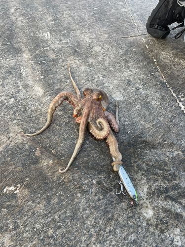 タコの釣果