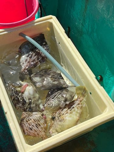 カワハギの釣果