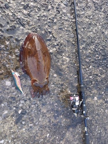 コウイカの釣果