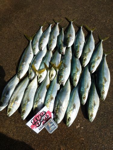 コゾクラの釣果