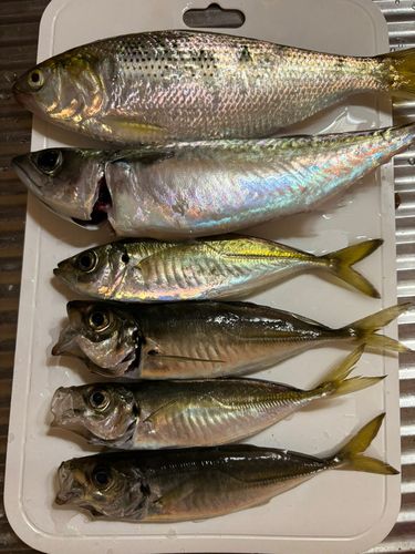 本牧海づり施設