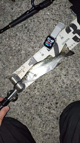 セイゴ（ヒラスズキ）の釣果