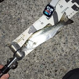 セイゴ（ヒラスズキ）