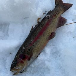 レインボートラウト