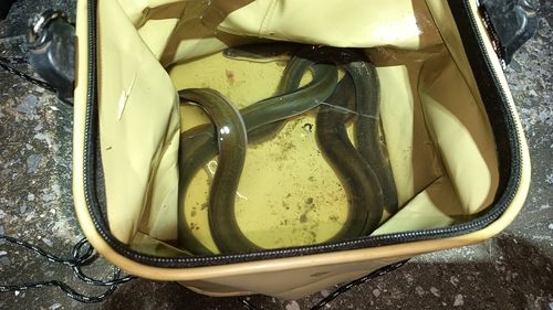 ウナギの釣果