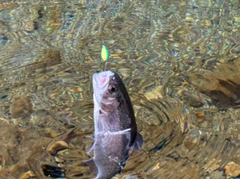ニジマスの釣果