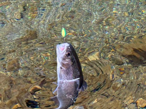 ニジマスの釣果