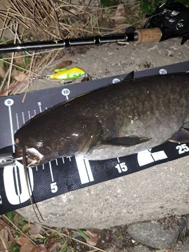 ナマズの釣果