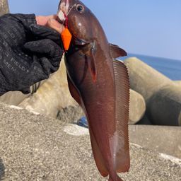 エゾイソアイナメ