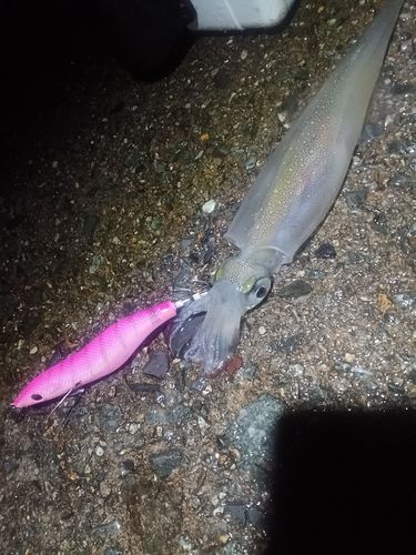 ヤリイカの釣果