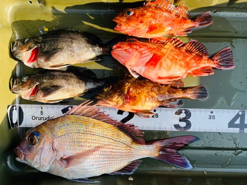 シロメバルの釣果