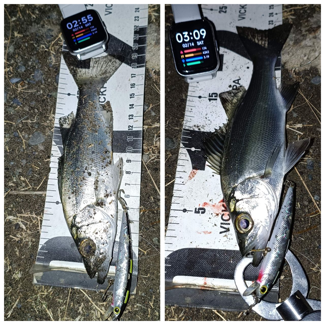 セイゴ（ヒラスズキ）