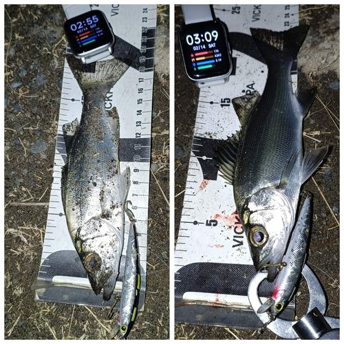 セイゴ（ヒラスズキ）の釣果