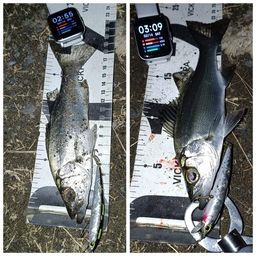 セイゴ（ヒラスズキ）