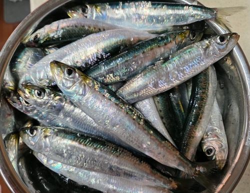 マイワシの釣果