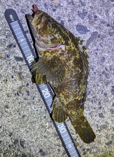 タケノコメバルの釣果