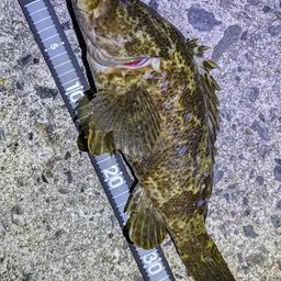 タケノコメバル