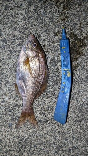 ウミタナゴの釣果