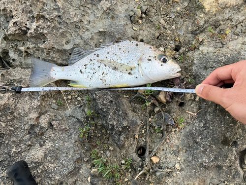 ホシミゾイサキの釣果