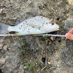 ホシミゾイサキ