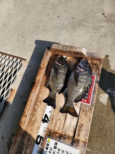クロダイの釣果