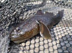 ヌマチチブの釣果
