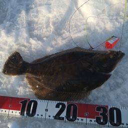 クロガシラガレイ