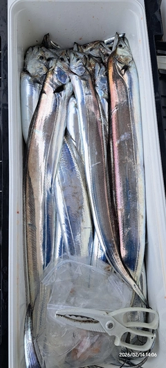 タチウオの釣果