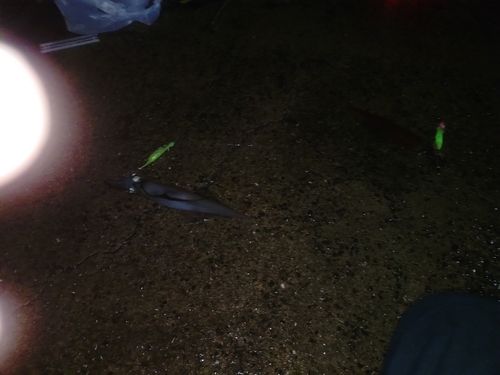 ササイカの釣果