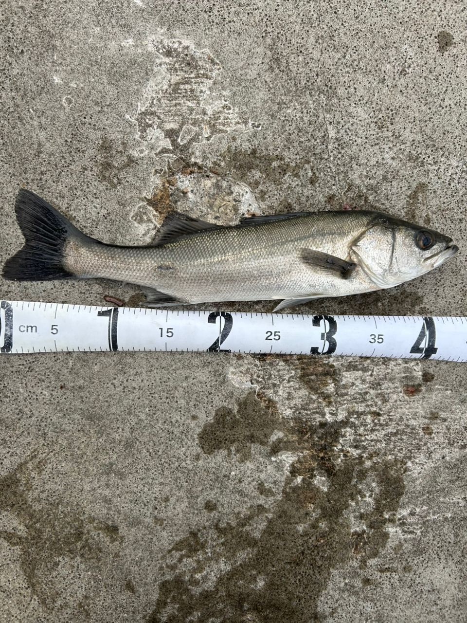 フッコ（マルスズキ）