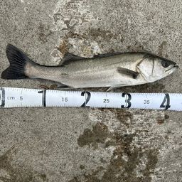 フッコ（マルスズキ）