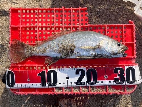 イシモチの釣果