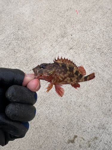 金沢水際線緑地（福浦岸壁）