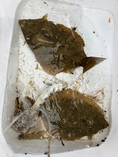 カレイの釣果
